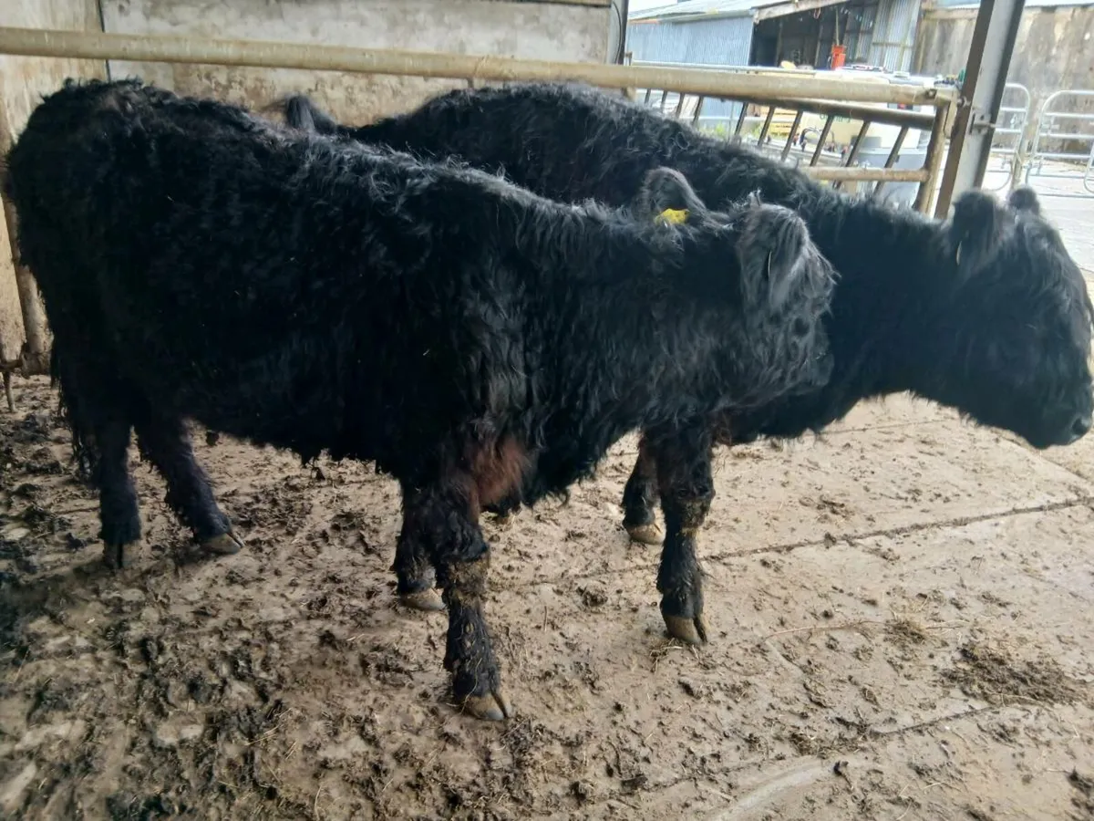 FOR SALE 2 Purebred 16 months old Galloway Heifers - Image 3