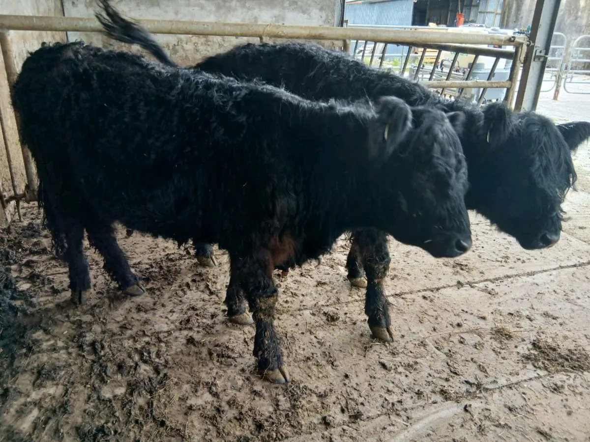 FOR SALE 2 Purebred 16 months old Galloway Heifers - Image 4