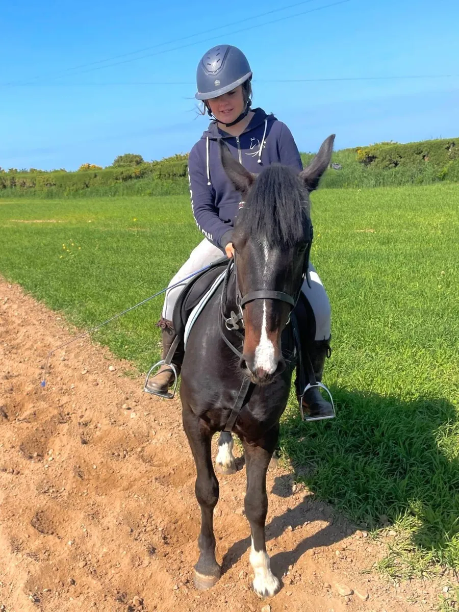 3 year old cob gelding - Image 4
