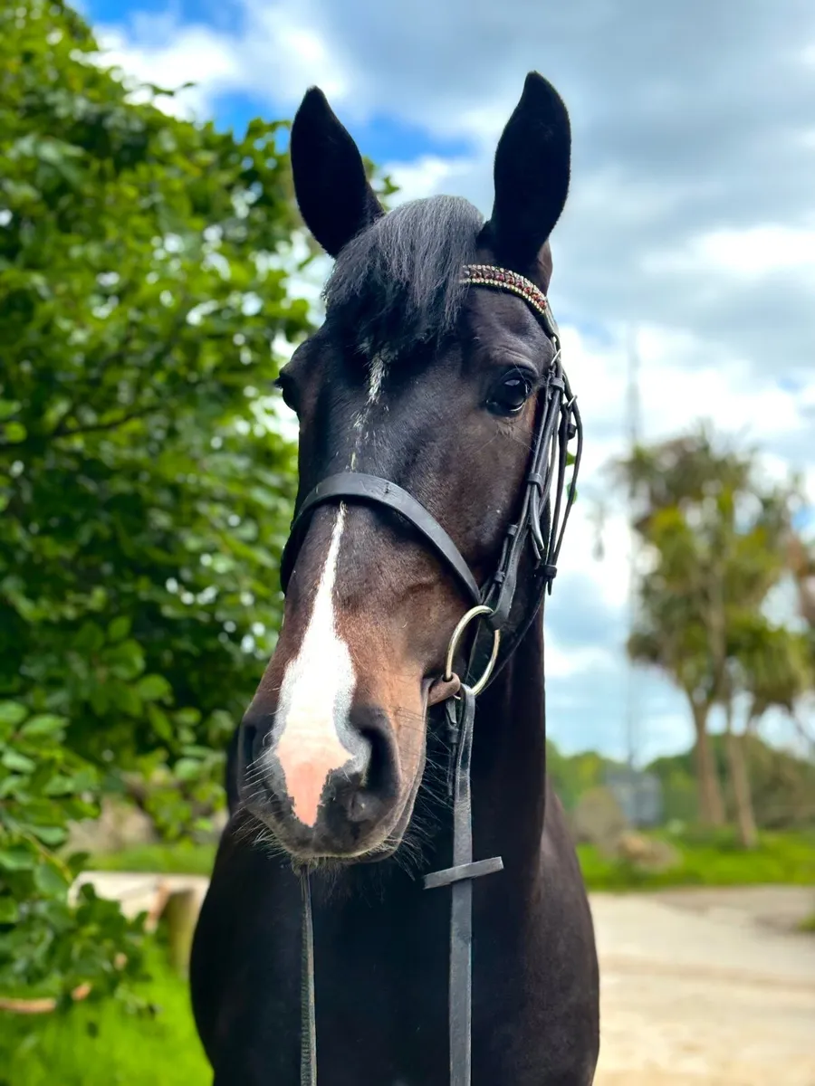 3 year old cob gelding - Image 3