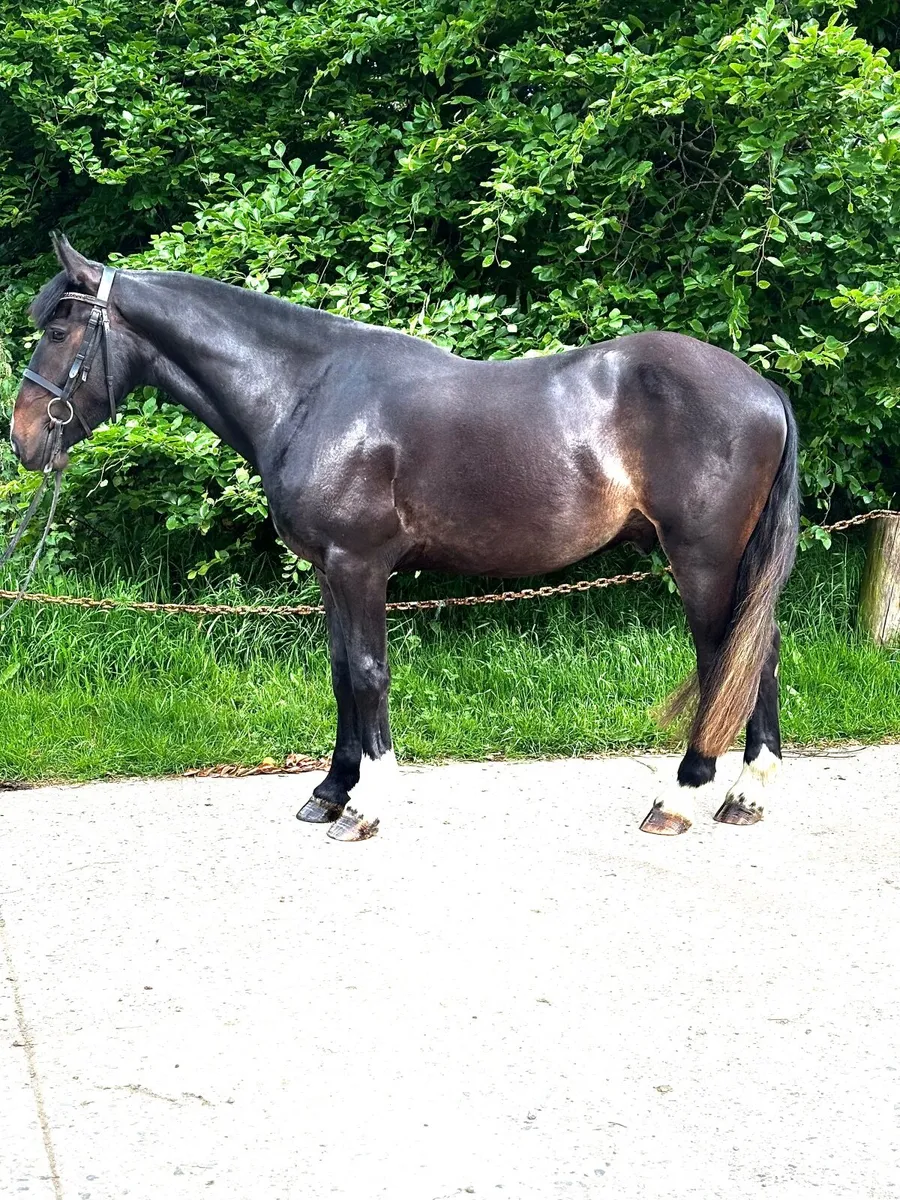 3 year old cob gelding - Image 2