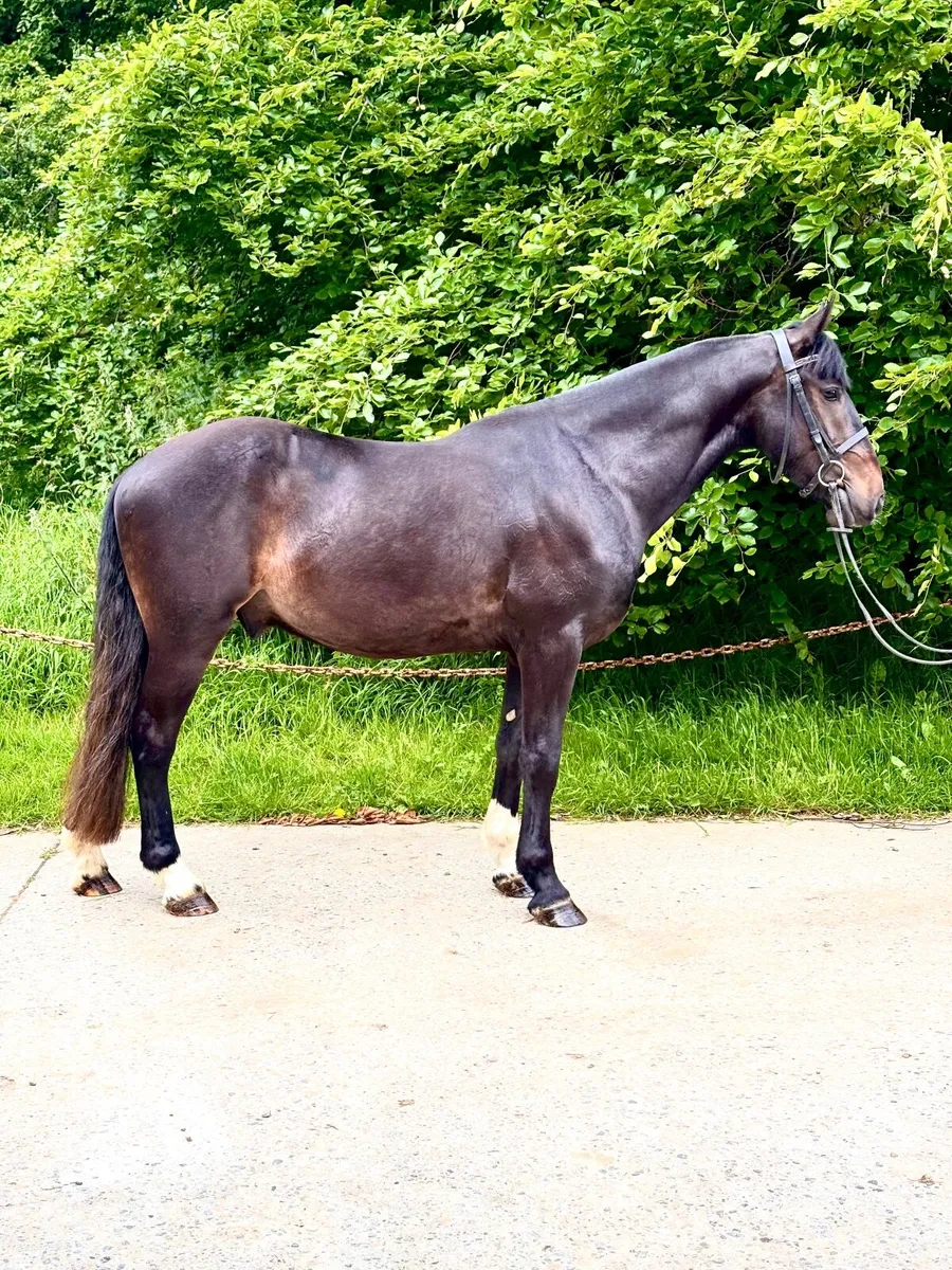 3 year old cob gelding - Image 1