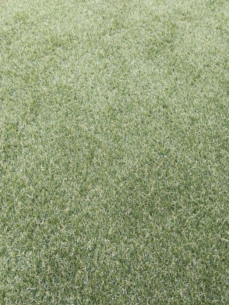 Astroturf grass - Image 2