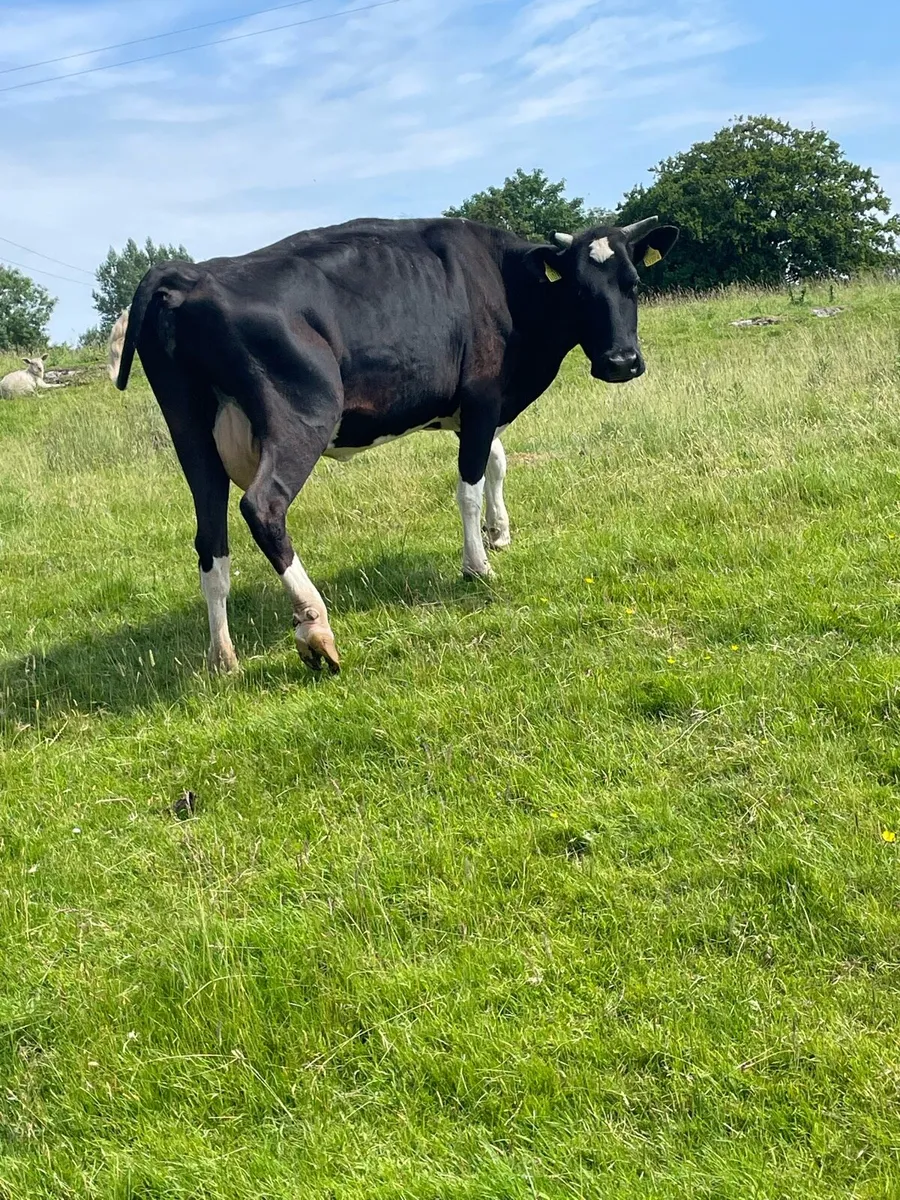 2 full status organic cows at newport mart - Image 1
