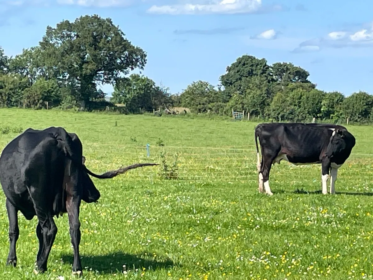 2 full status organic cows at newport mart - Image 2