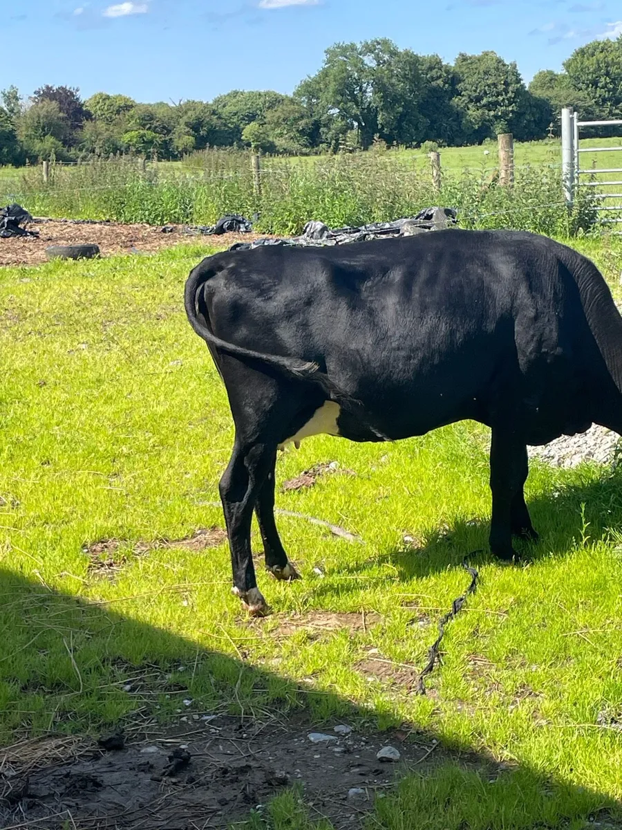2 full status organic cows at newport mart - Image 3