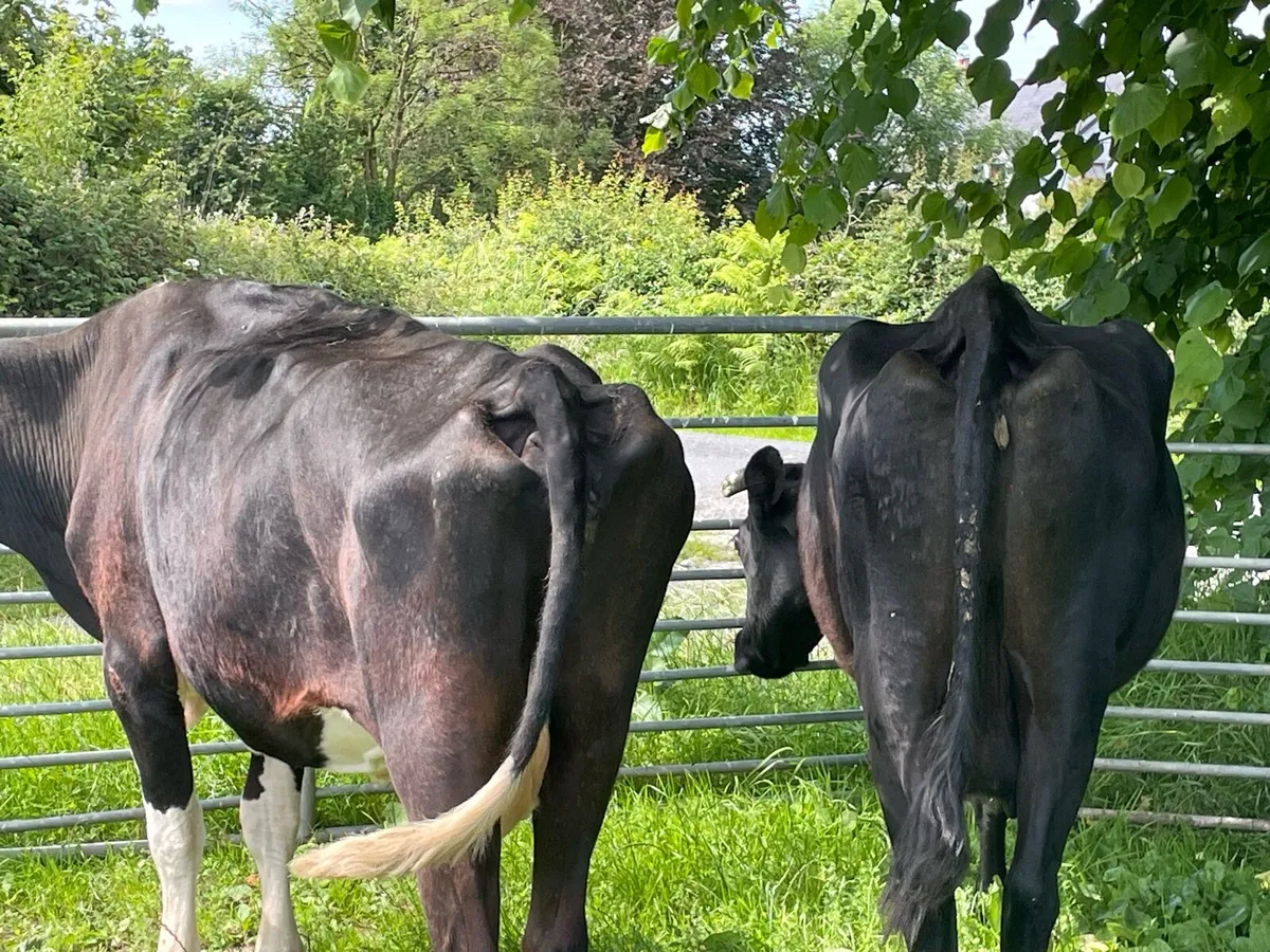2 full status organic cows at newport mart - Image 4