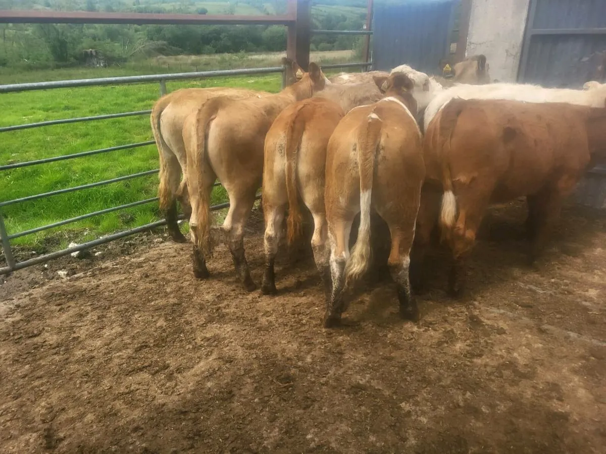 Heifers - Image 1