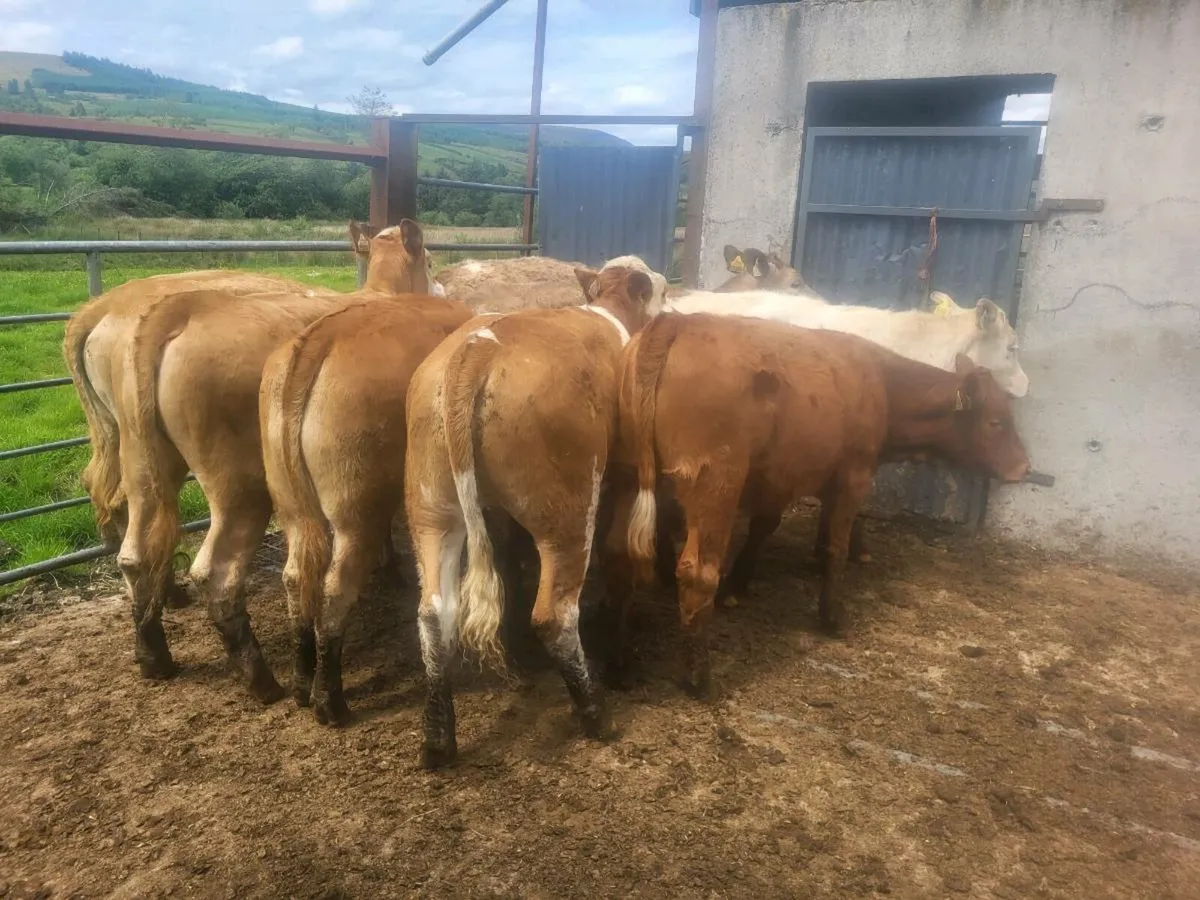 Heifers - Image 2
