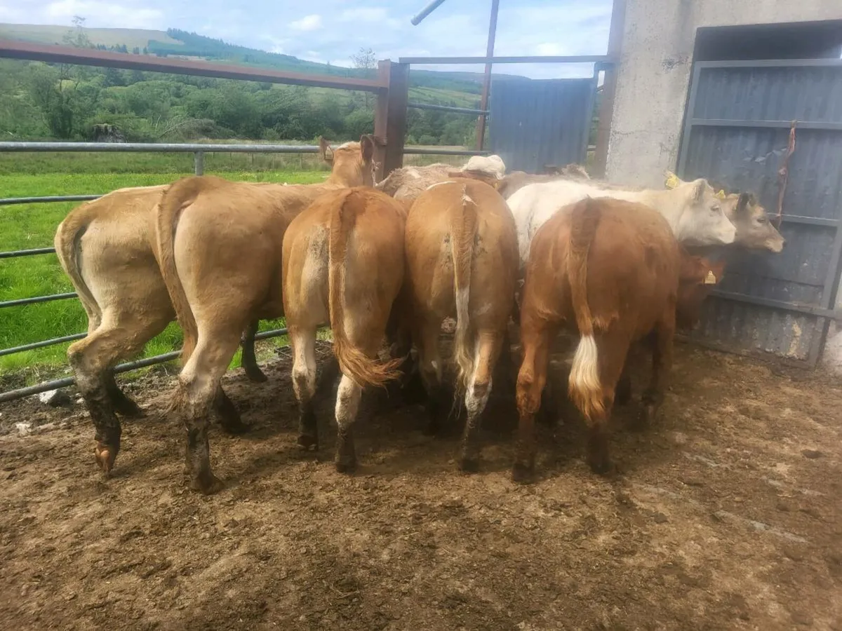 Heifers - Image 3