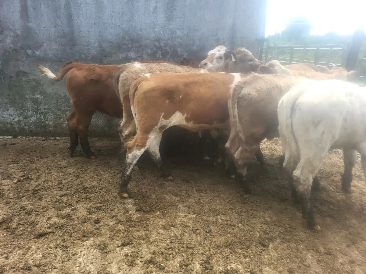 Heifers - Image 4