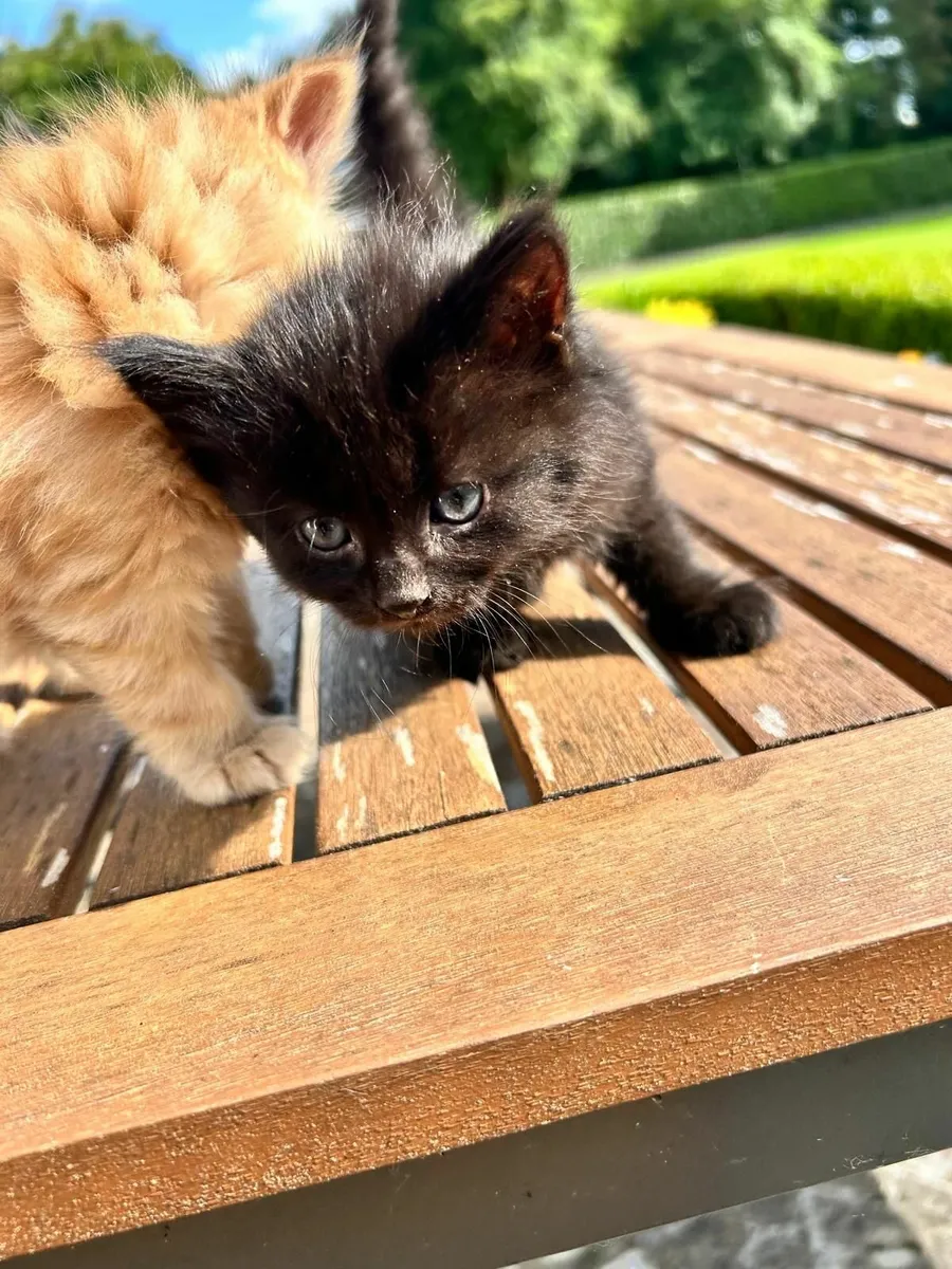 Kittens - Image 2