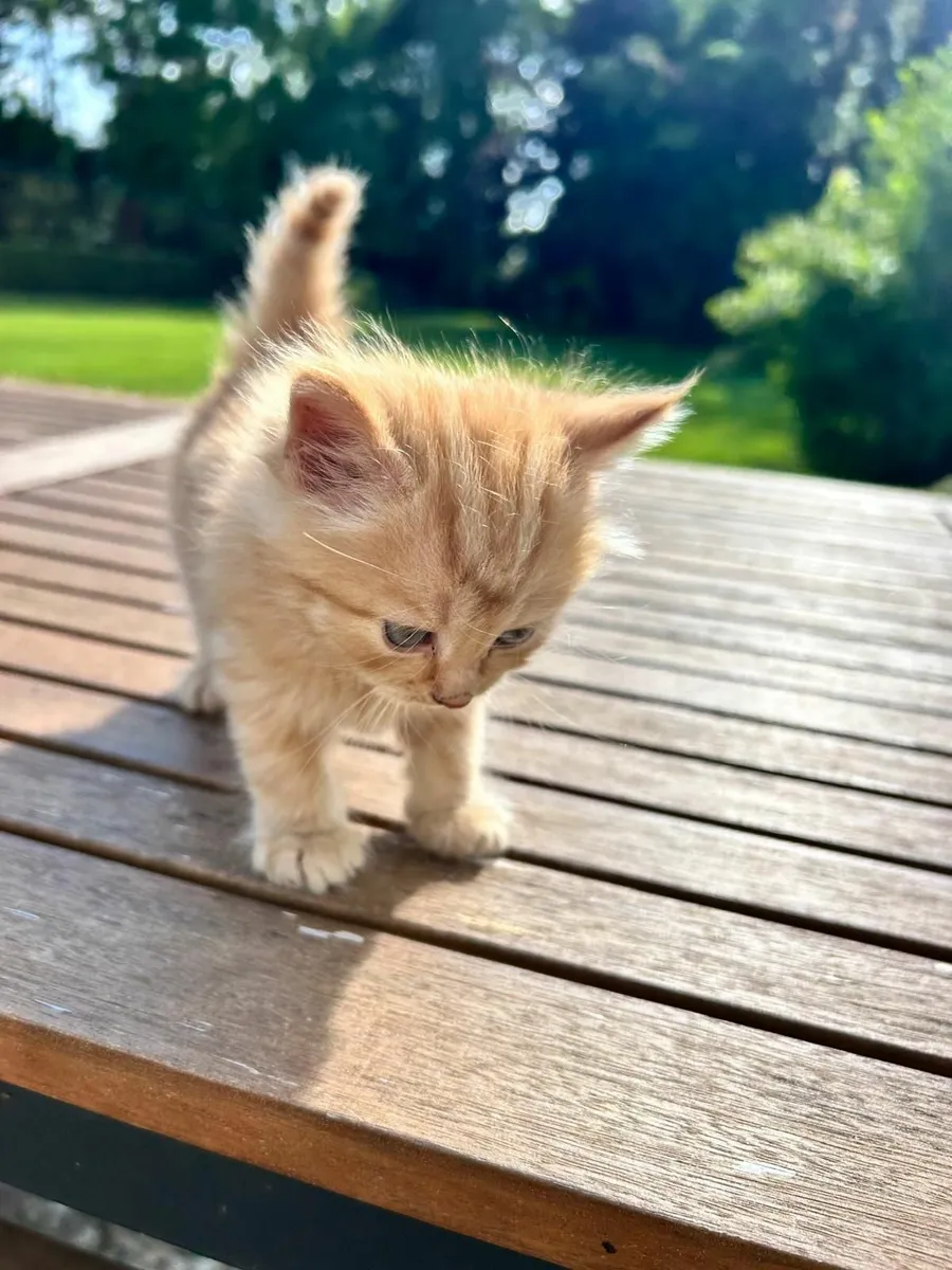 Kittens - Image 3