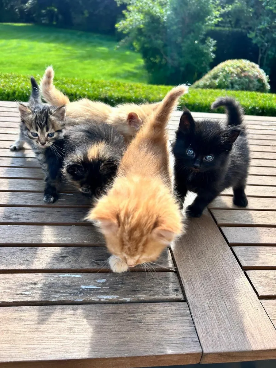 Kittens - Image 1