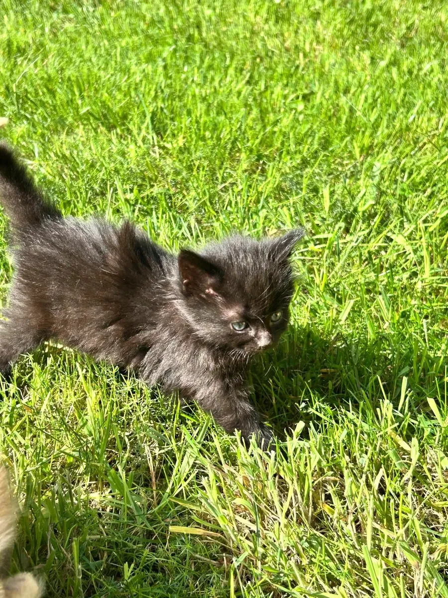 Kittens - Image 4