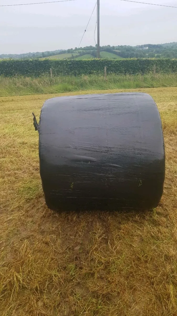 Baleing - Image 3