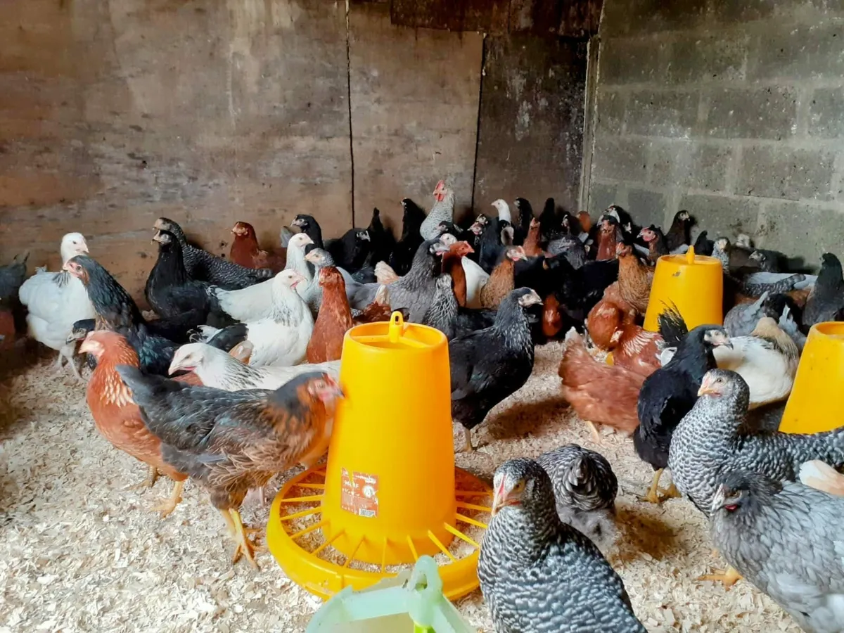 Point of lay pullets - Image 1