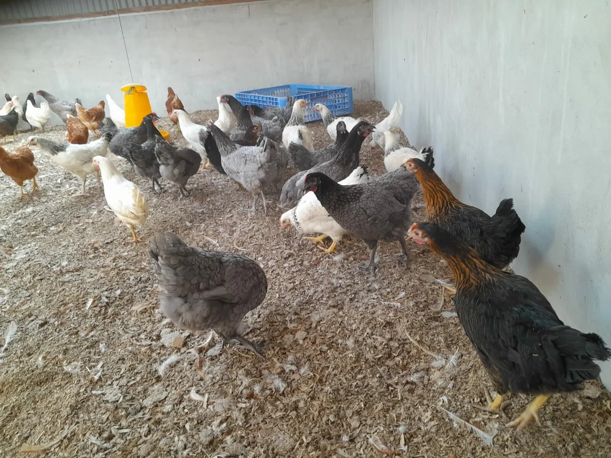 Point of lay pullets - Image 2