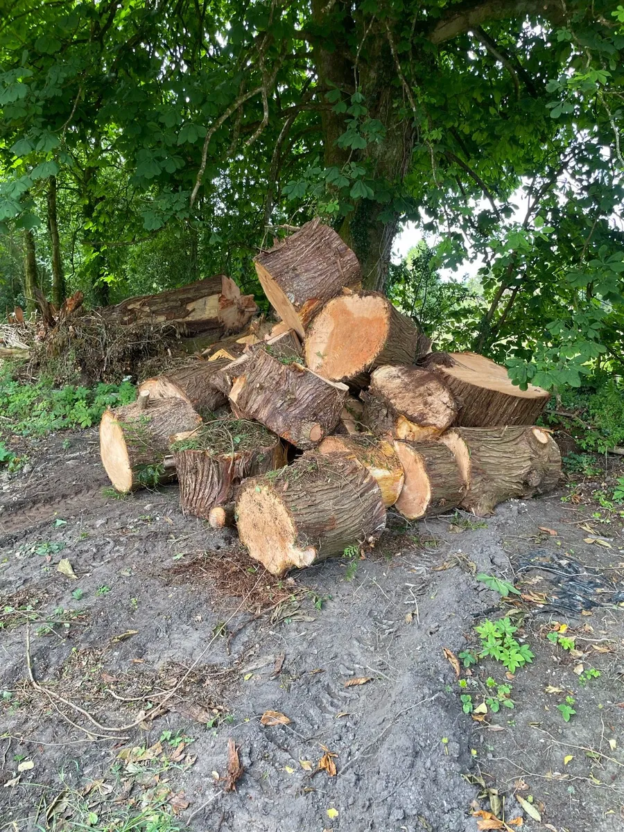 Firewood - Image 2