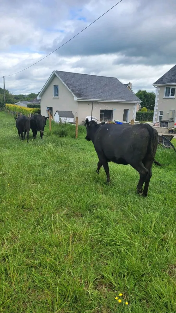 Incalf heifer - Image 1