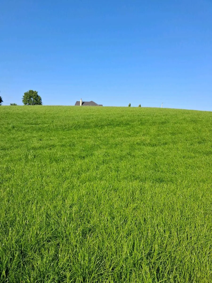 Silage or hay