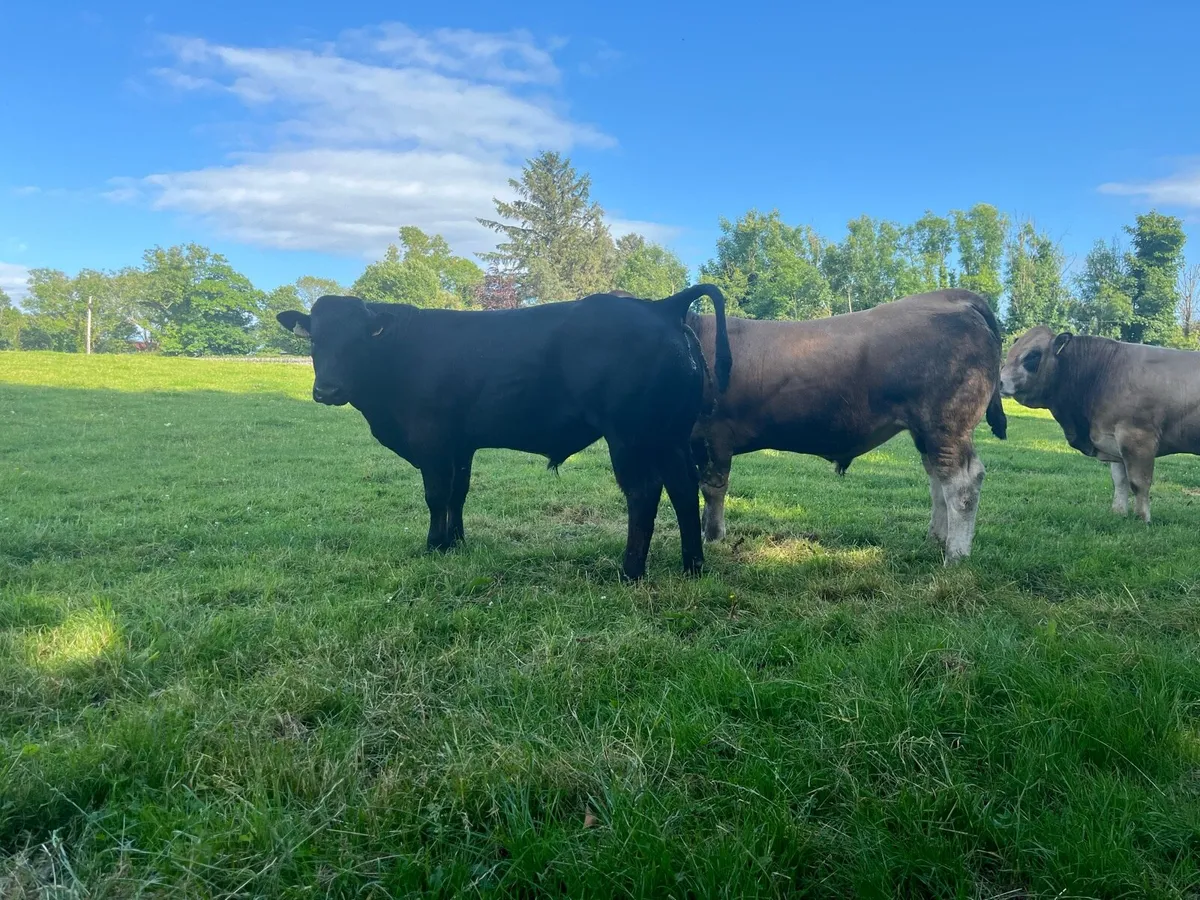 Aubrac Bulls for Castlerea Mart Tomorrow - Image 2