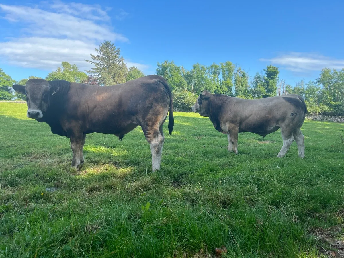 Aubrac Bulls for Castlerea Mart Tomorrow - Image 3