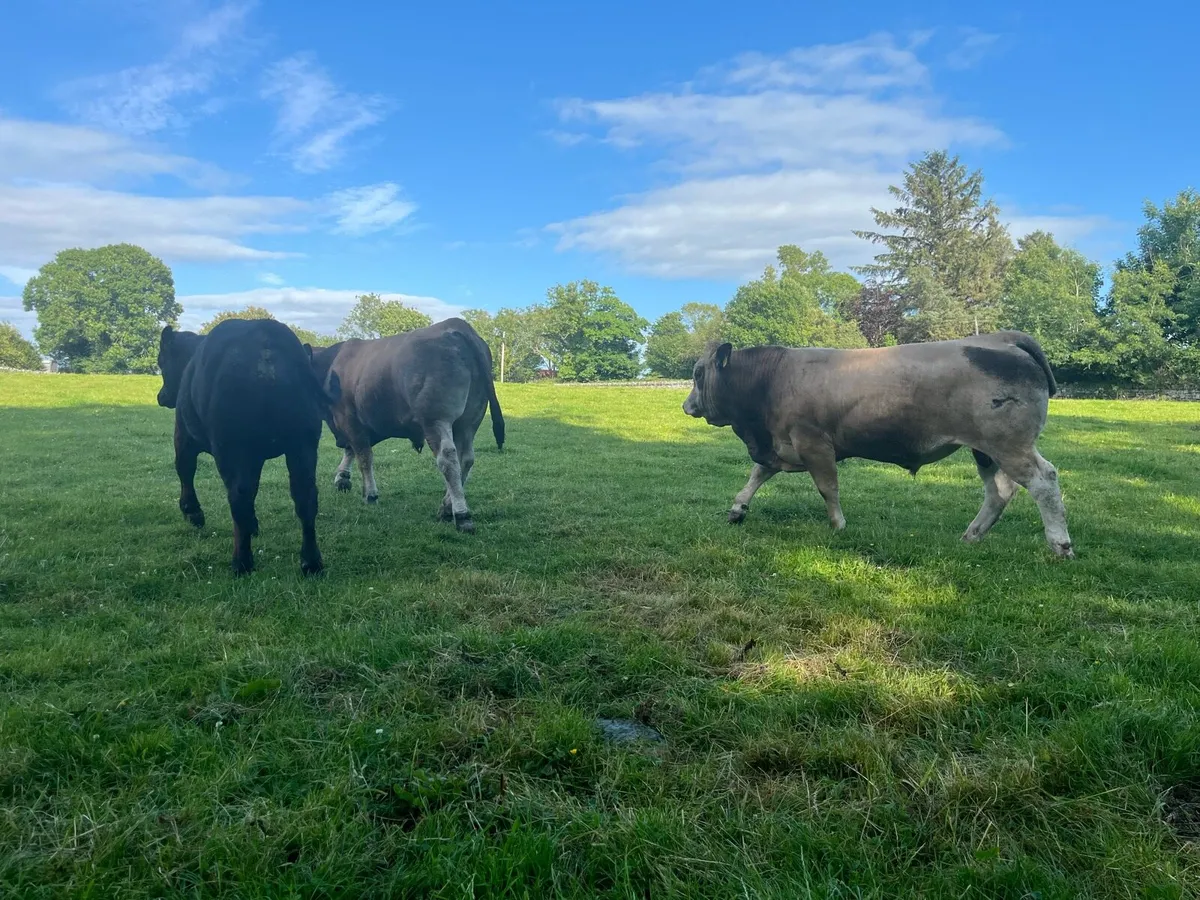 Aubrac Bulls for Castlerea Mart Tomorrow - Image 4