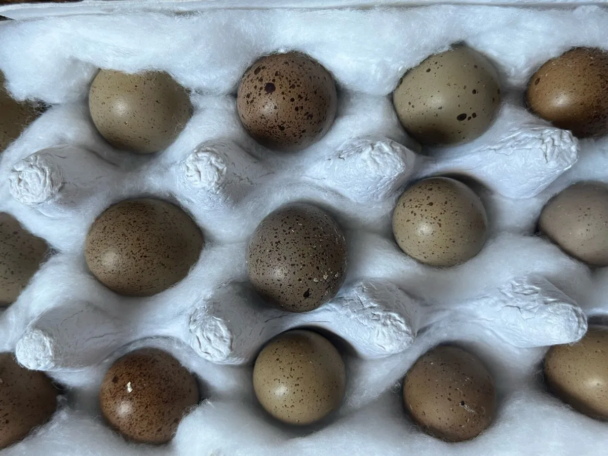 Button quail/ Chinese painted quail - Image 4