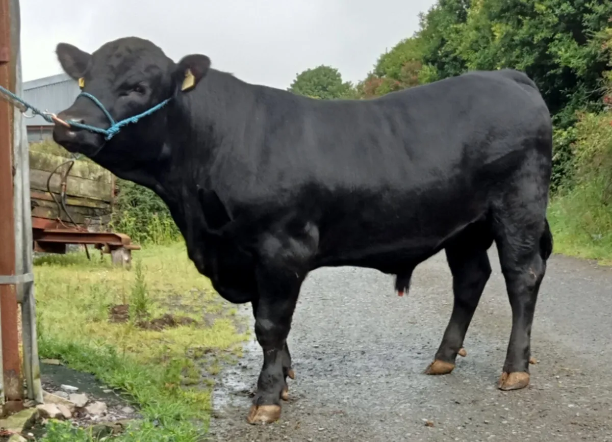 PBR ABERDEEN ANGUS BULL - Image 4