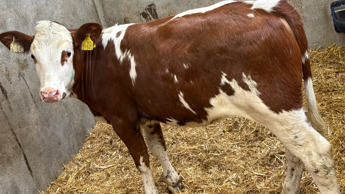 ⭐️5 Star Red Simmental Heifer Wealing⭐️ - Image 4