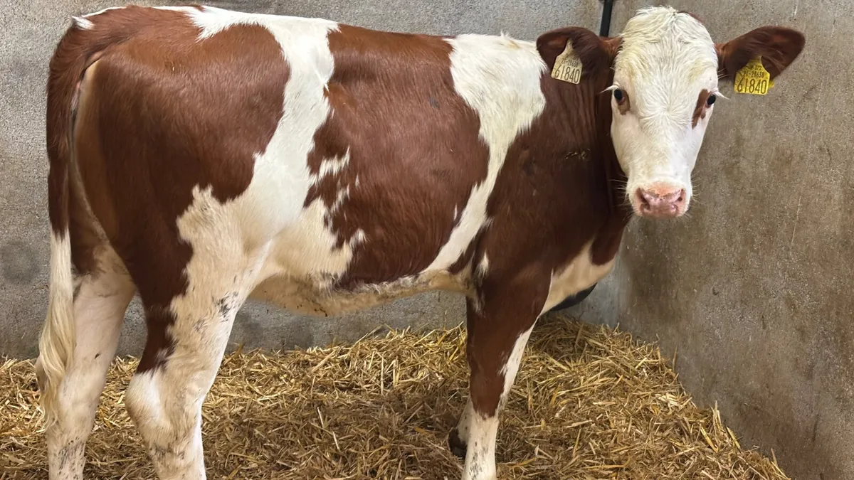 ⭐️5 Star Red Simmental Heifer Wealing⭐️ - Image 3