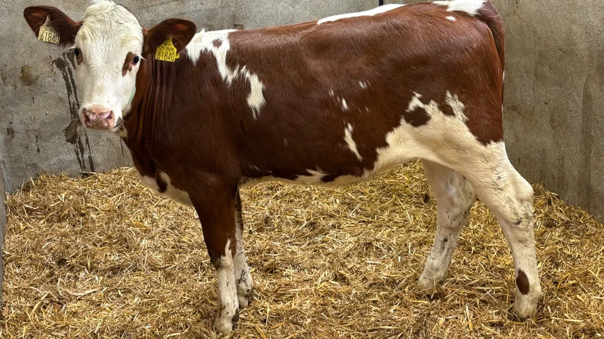 ⭐️5 Star Red Simmental Heifer Wealing⭐️ - Image 1
