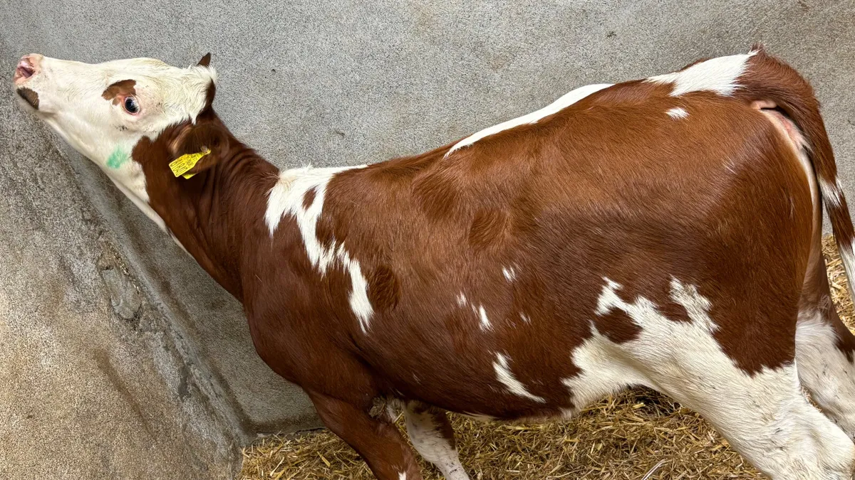 ⭐️5 Star Red Simmental Heifer Wealing⭐️ - Image 2