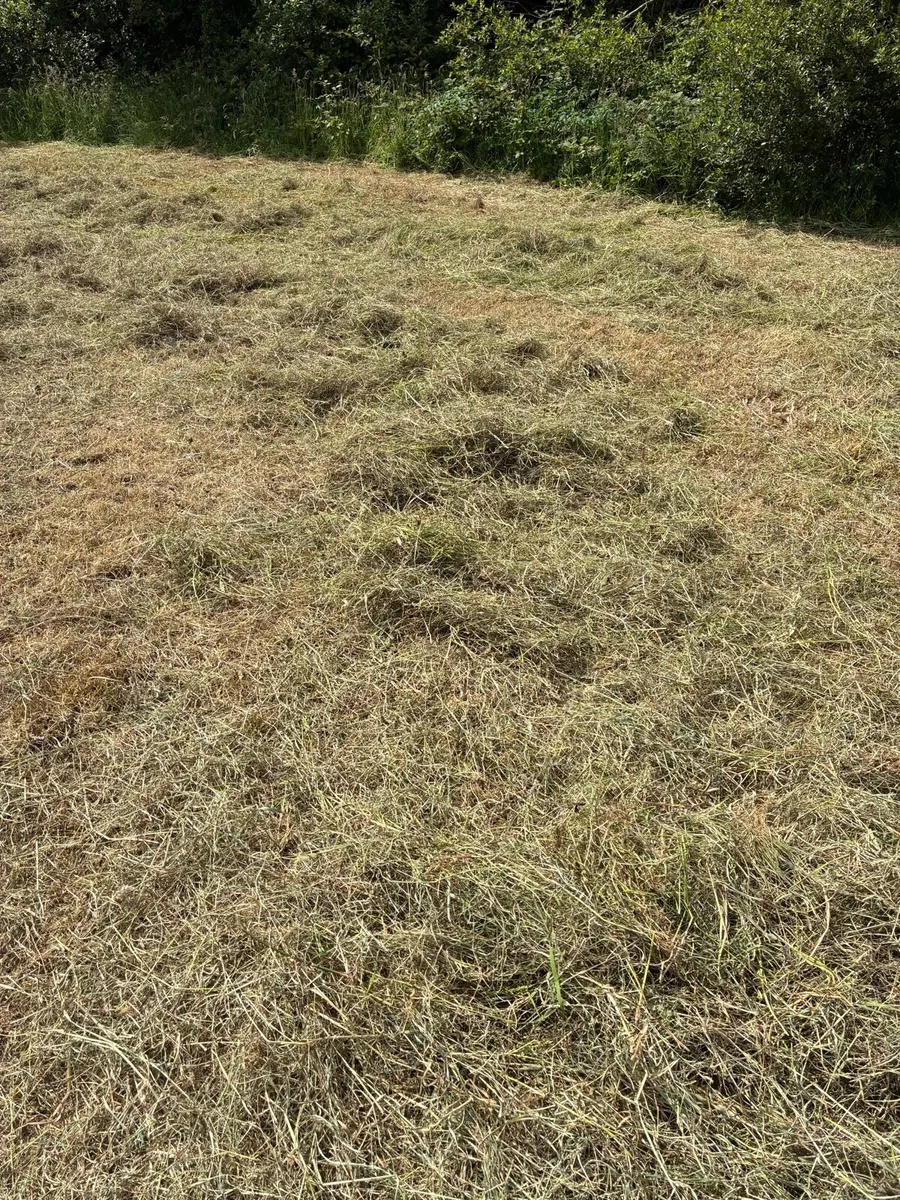 Hay - Image 2