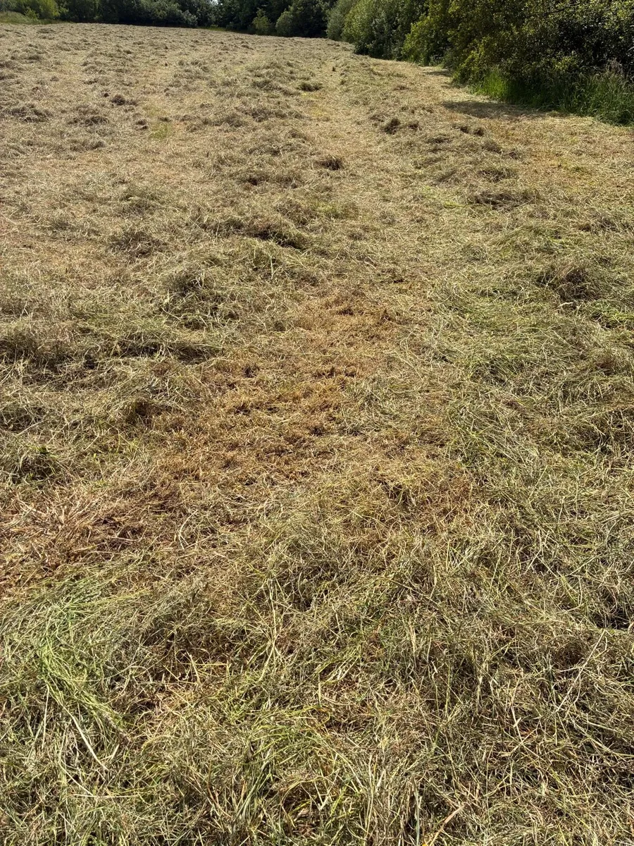 Hay - Image 3