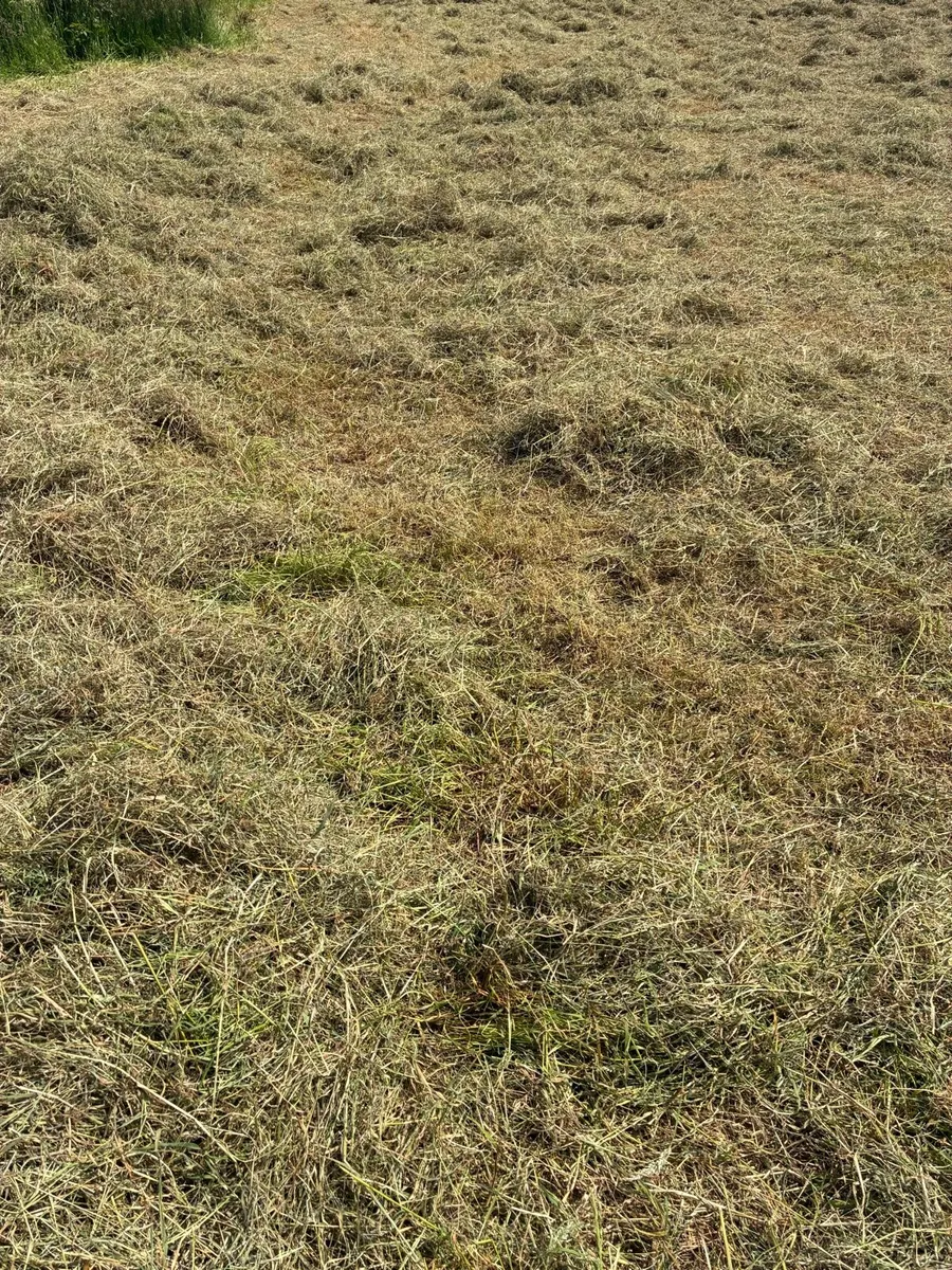 Hay - Image 4