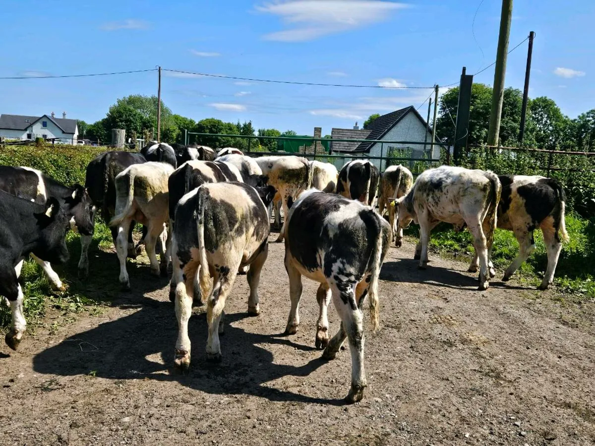 19 smashing Belgium blue bullocks for sale - Image 2