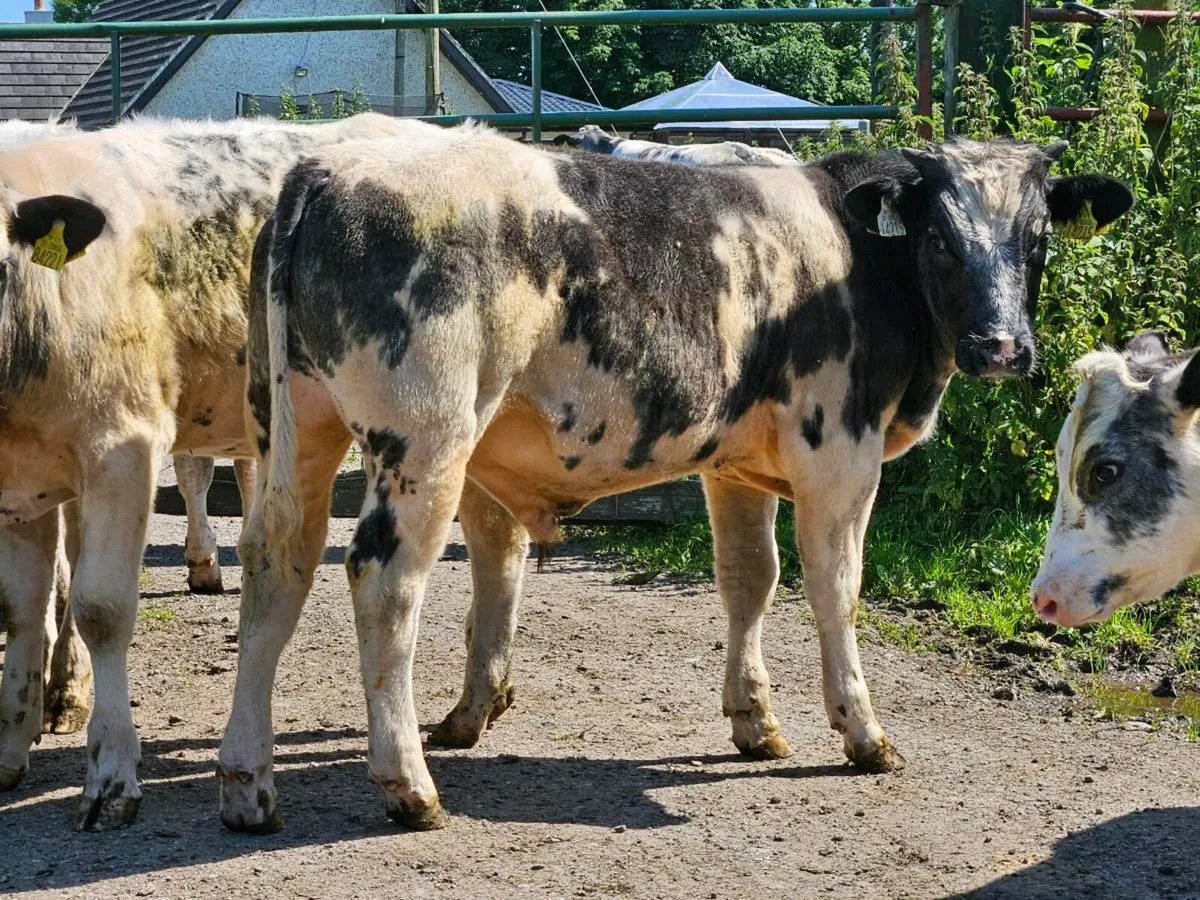19 smashing Belgium blue bullocks for sale - Image 3