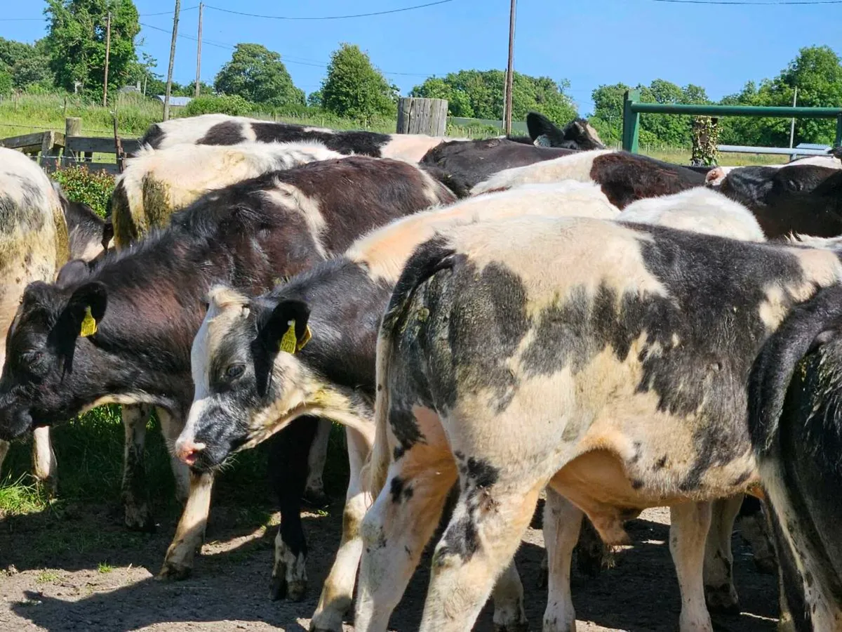 19 smashing Belgium blue bullocks for sale - Image 1