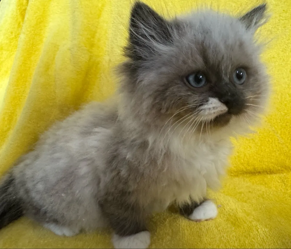 Persian Ragdoll Kittens - Image 1