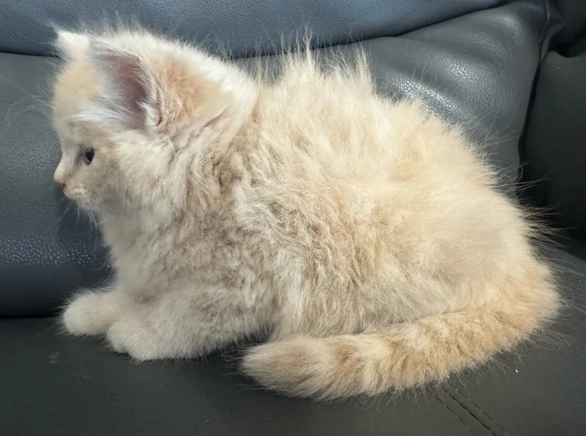 Persian Ragdoll Kittens - Image 2