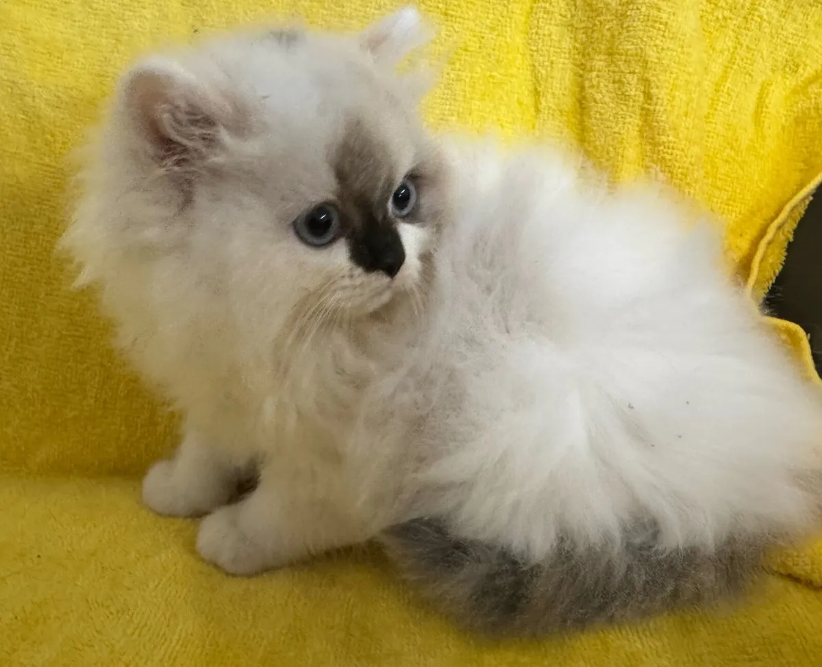 Persian Ragdoll Kittens - Image 3