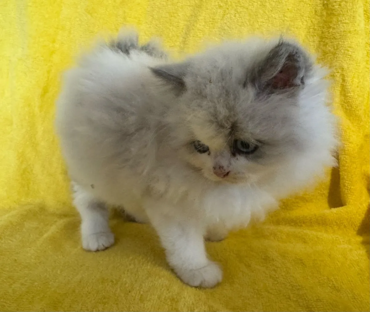 Persian Ragdoll Kittens - Image 4