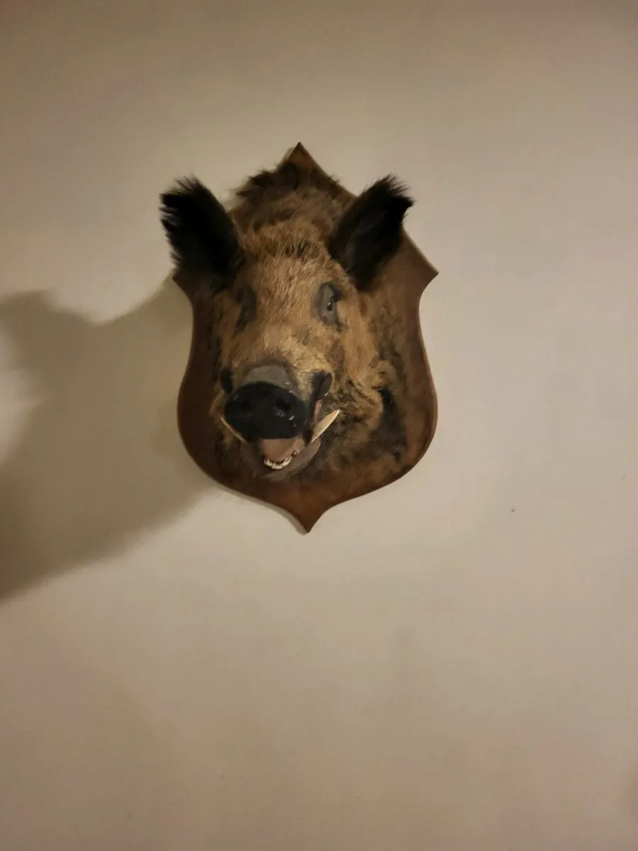 Taxidermy boar head - Image 1