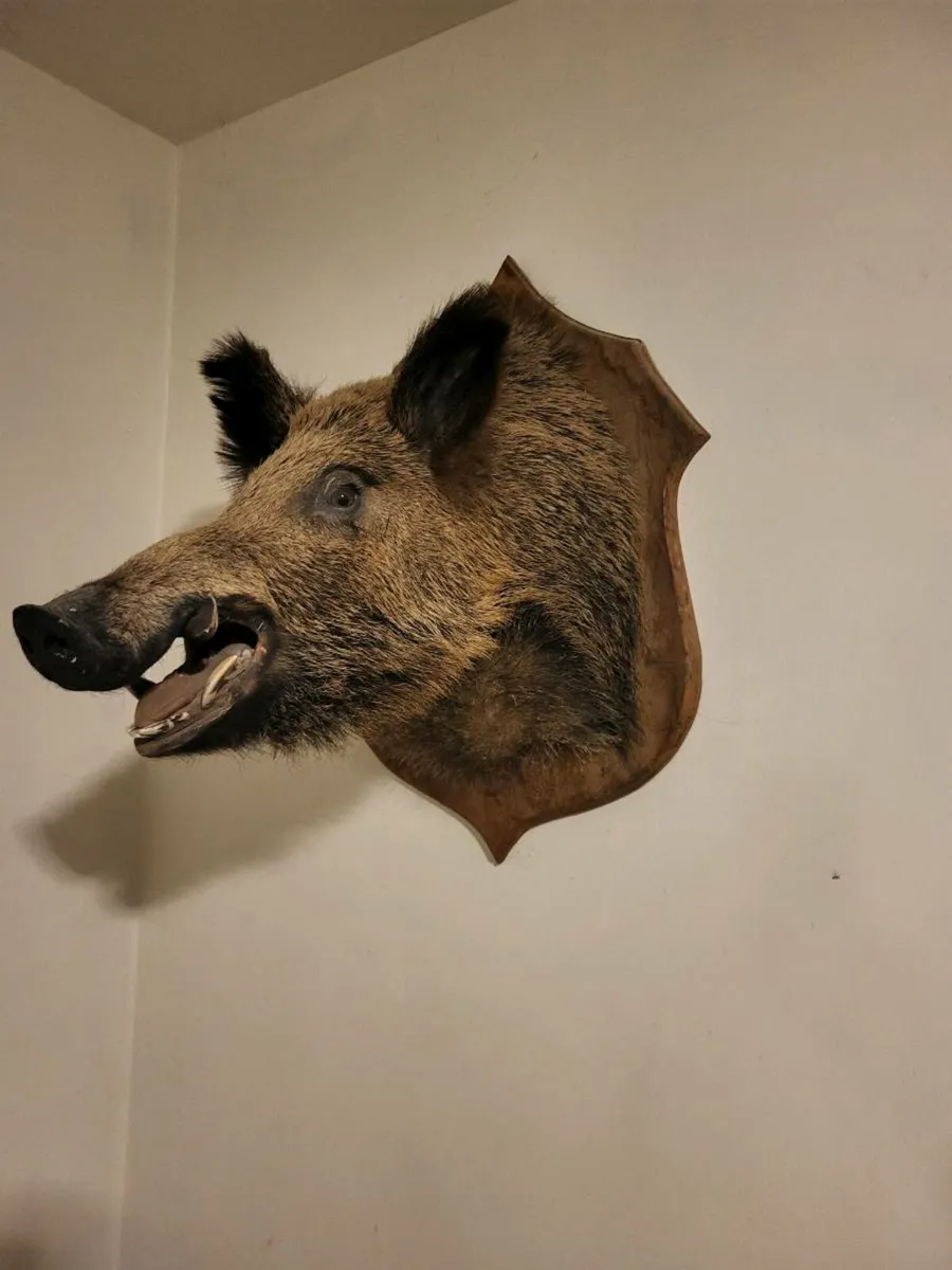 Taxidermy boar head - Image 2
