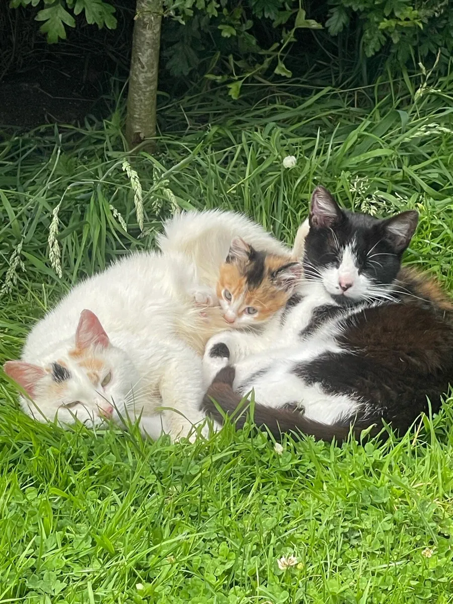 Kittens - Image 1