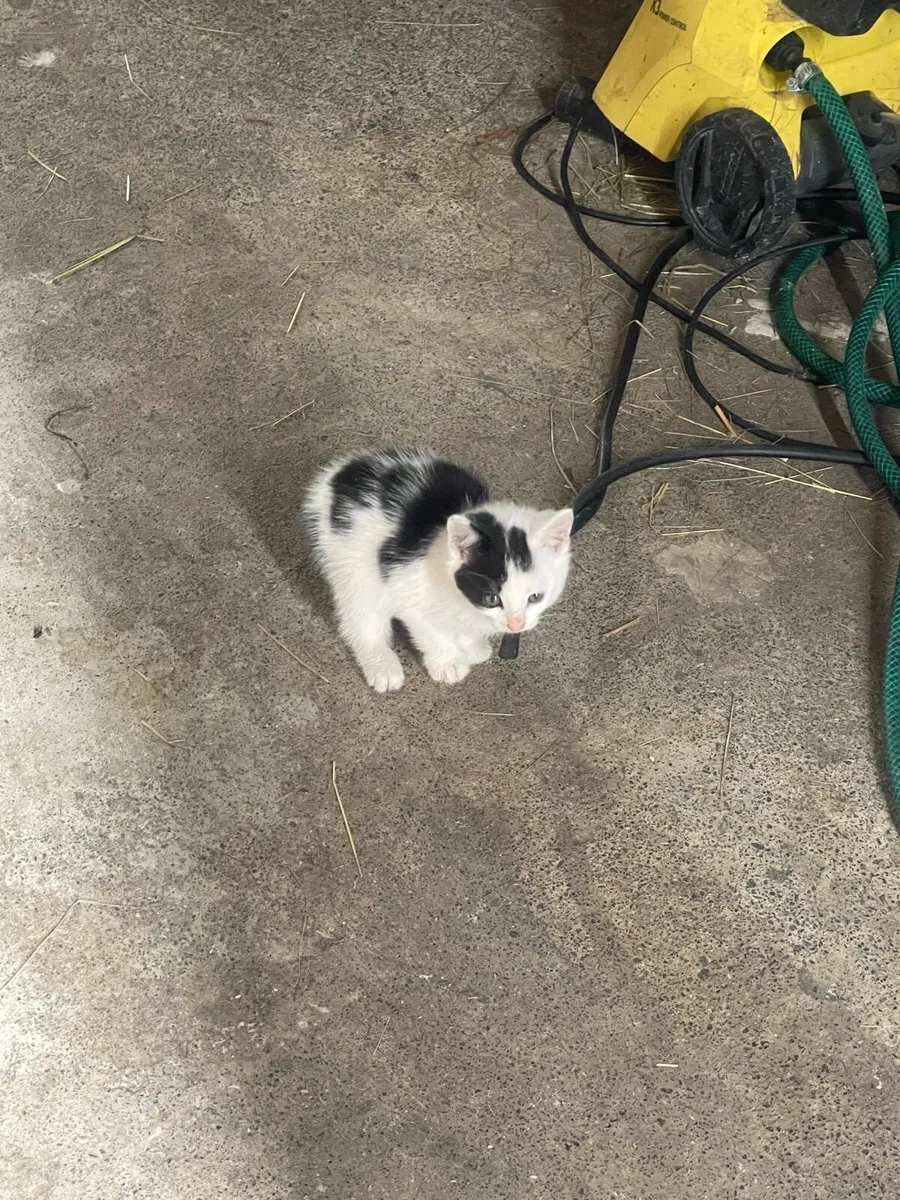 Kittens - Image 2