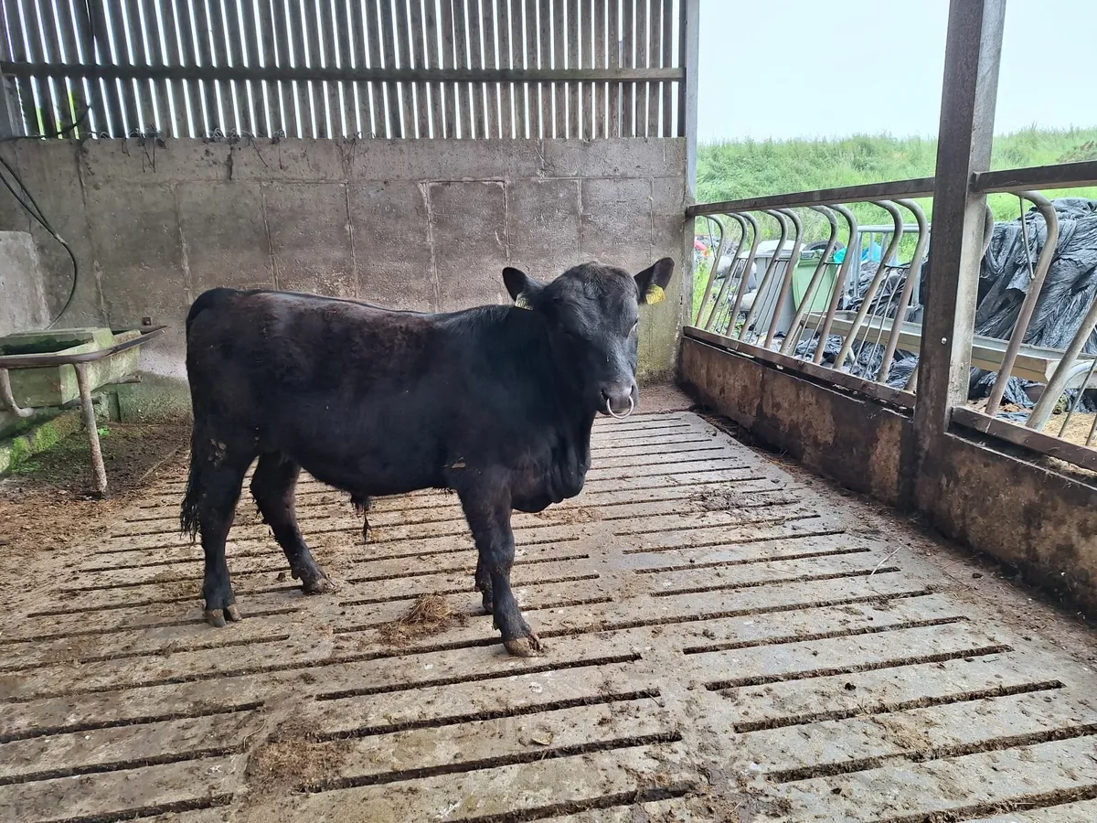 PBR Aberdeen Angus - Image 1