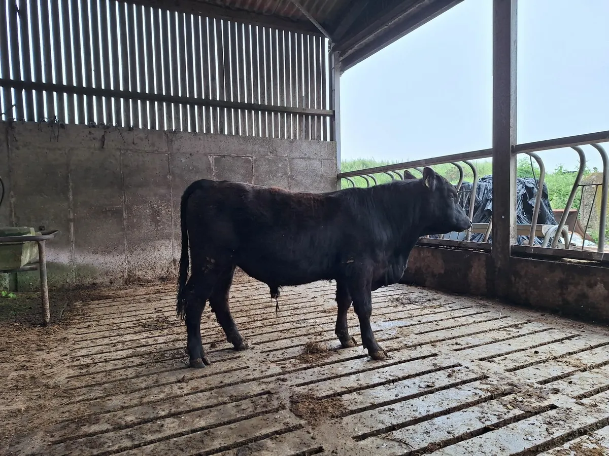 PBR Aberdeen Angus - Image 2